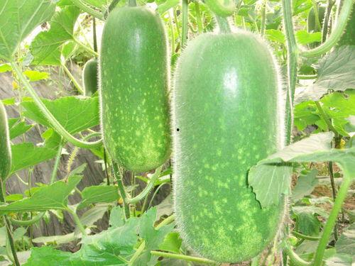 热门大瓜每日必吃大瓜 吃瓜网91爆料,吃瓜网91爆料，揭秘娱乐圈最新动态